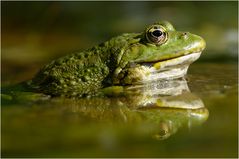 Der Boss im Gartenteich