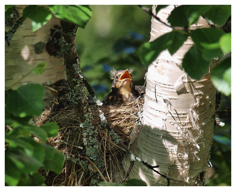 Der Boss im Vogelnest.