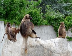 Der Boss mit seinem Harem ;-)