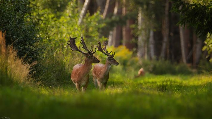 Der Boss und sein Adjudant