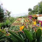 Der botanische Garten auf Madeira