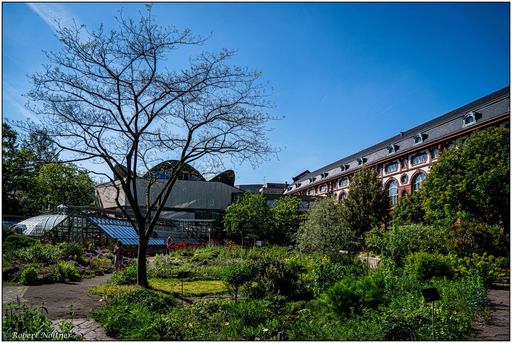 Der Botanische Garten der Uni Basel