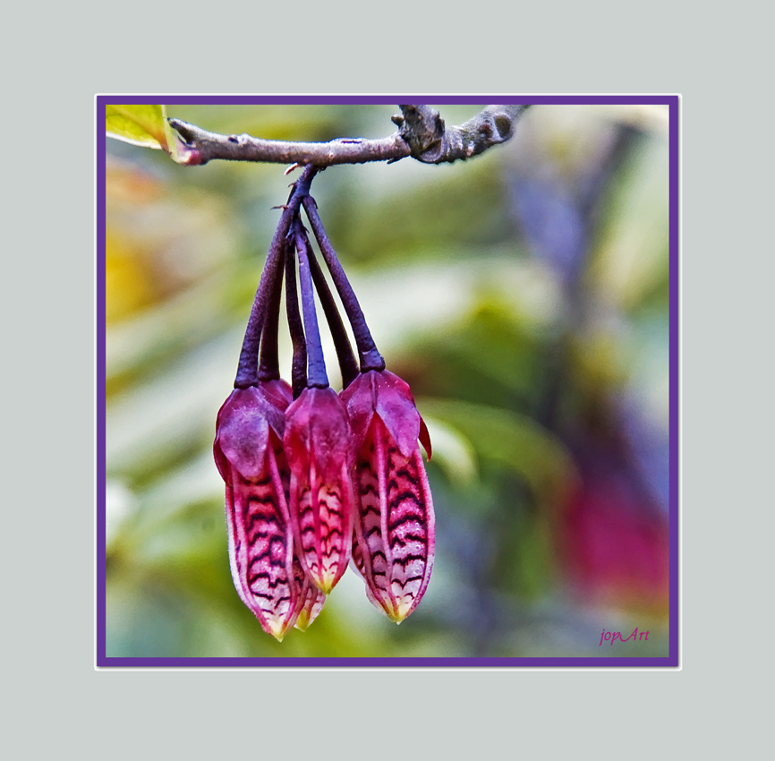 Der Botanische Garten Krimi, Teil 10: Die Geschworenen...