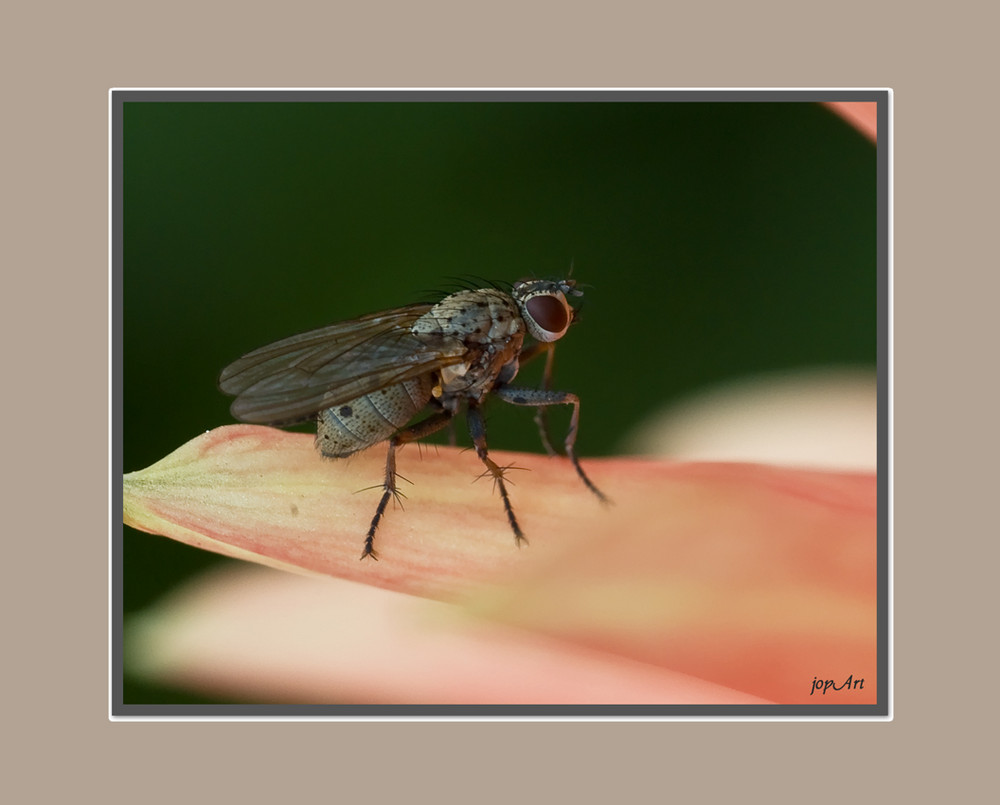 Der Botanische Garten Krimi, Teil 12: Die Wände....