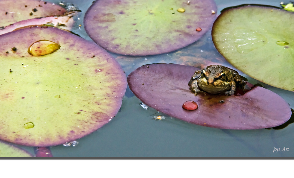 Der Botanische Garten Krimi, Teil 8: Die Geliebte....