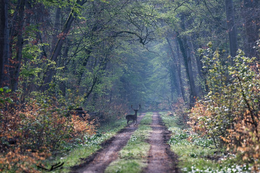 Der Bote Foto & Bild tiere, wildlife, säugetiere Bilder auf