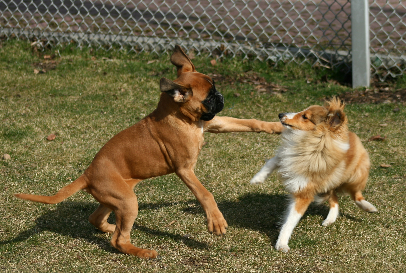 Der Boxer