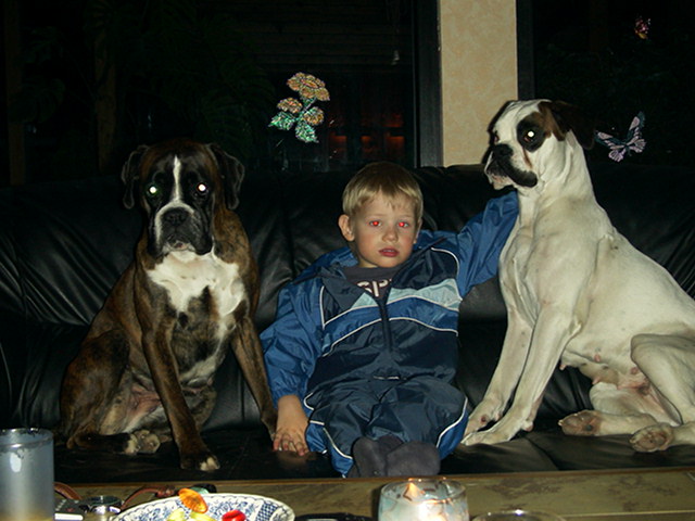 Der Boxer ein Familienhund