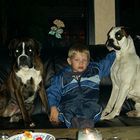 Der Boxer ein Familienhund