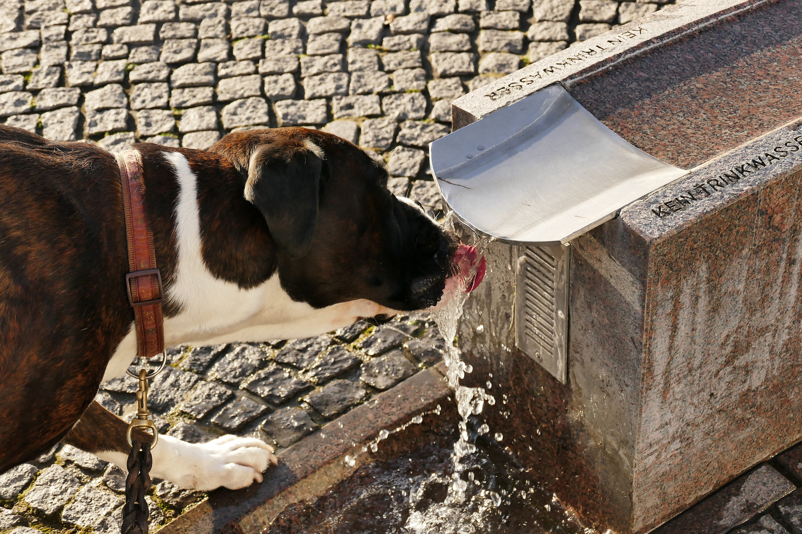 Der Boxer hat Durst............