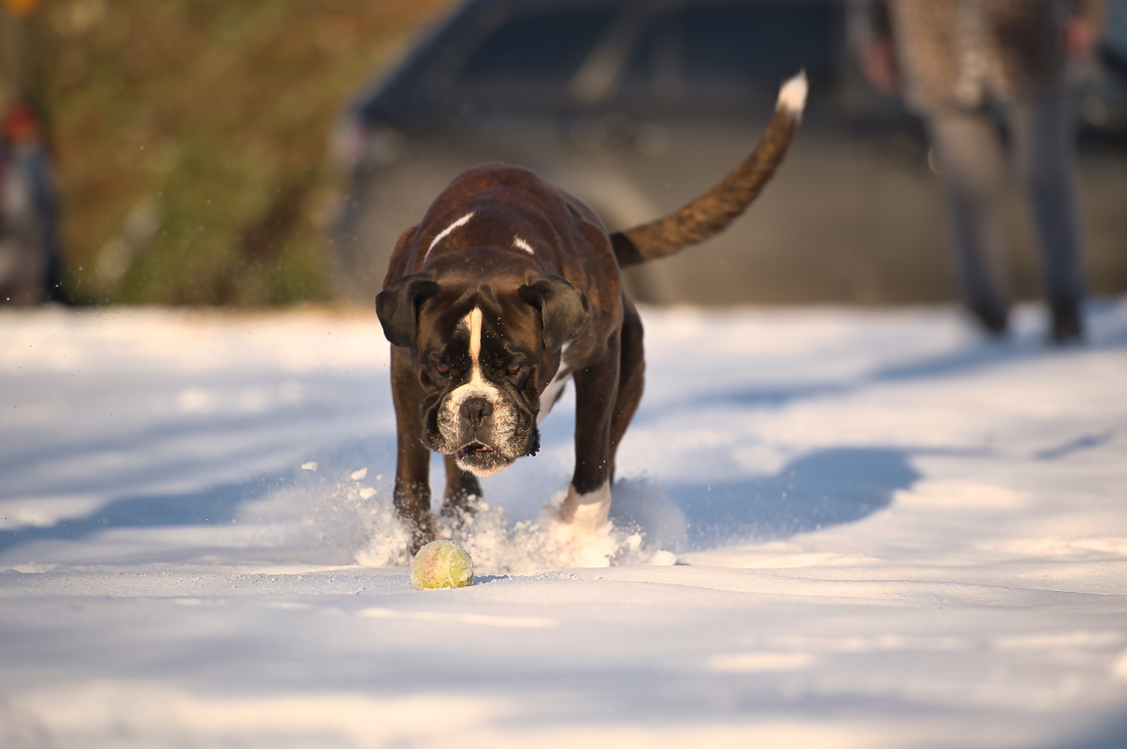 Der Boxer im Schnee