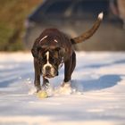 Der Boxer im Schnee