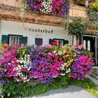 Der Branderhof in Aurach ein einziges Blumenmeer