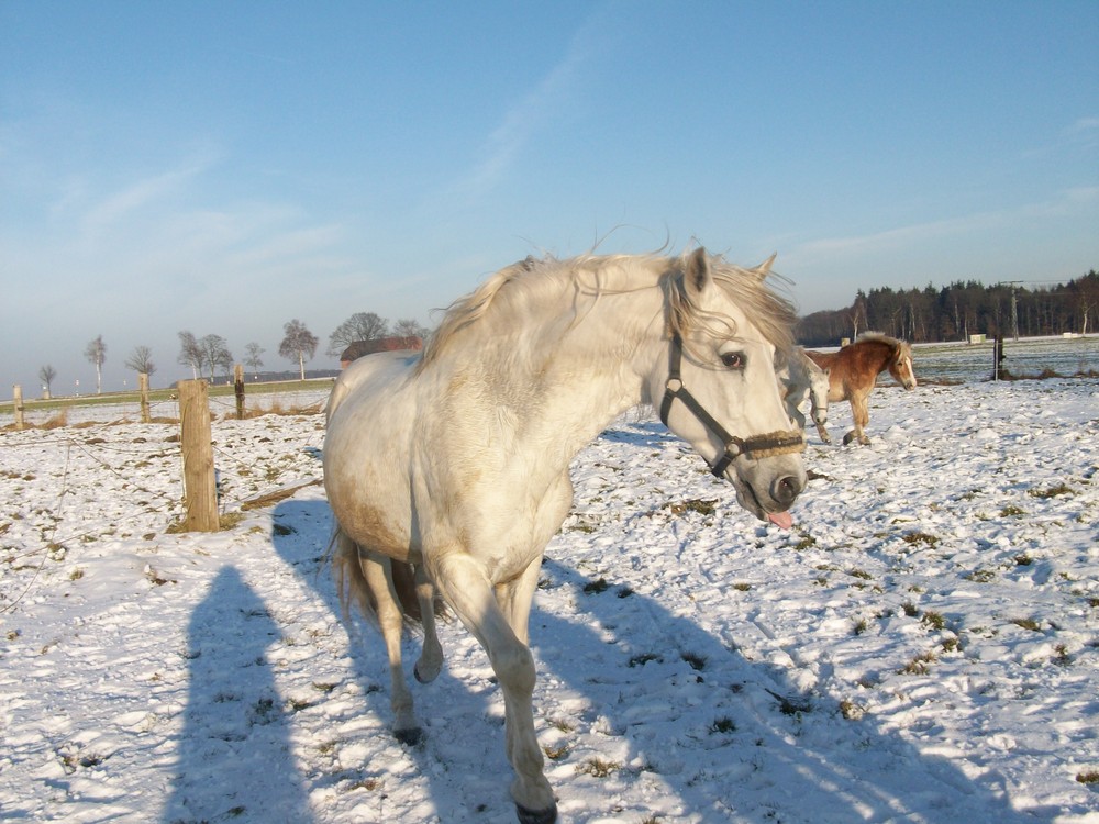 Der Branko