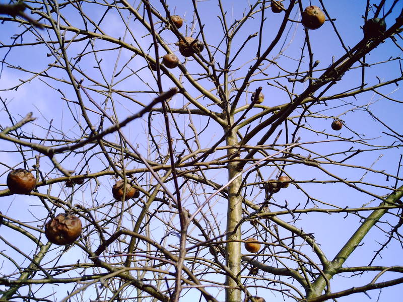 Der Bratapfelbaum