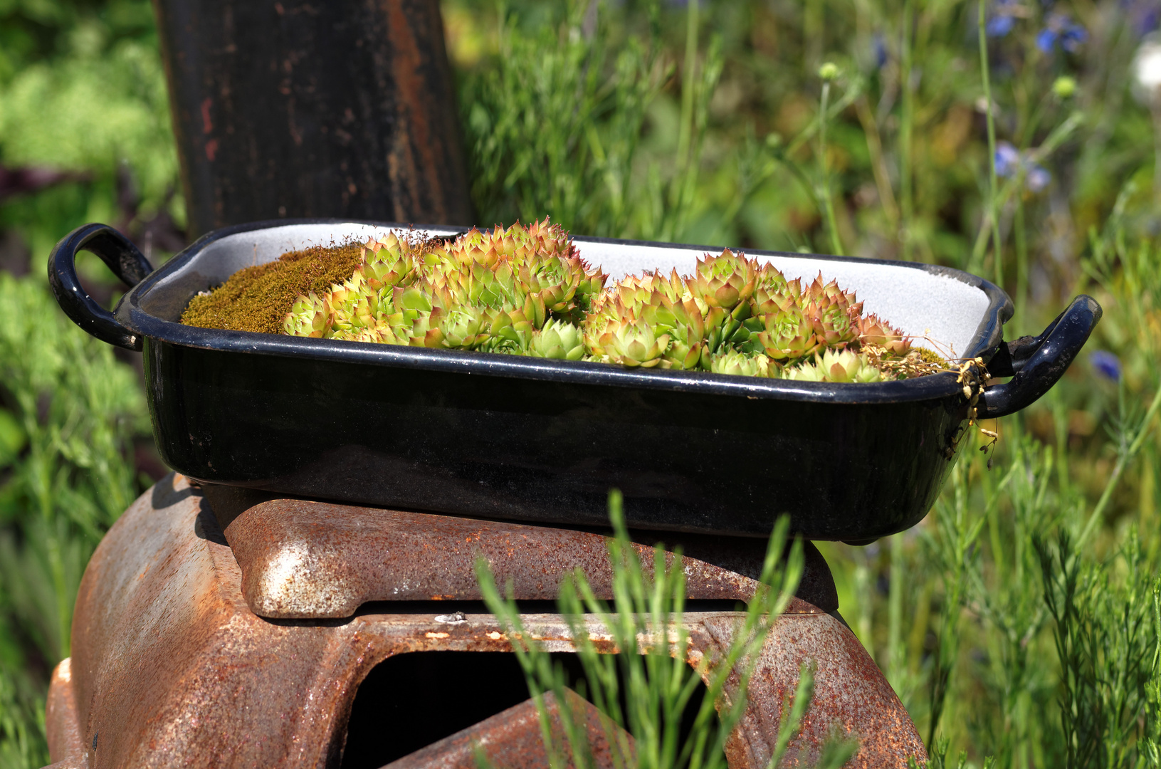 Der Braten ist fertig. Fischhof, Gartenschau Tirschenreuth, Juli 2013