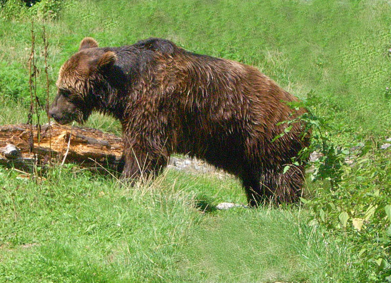 Der Braunbär