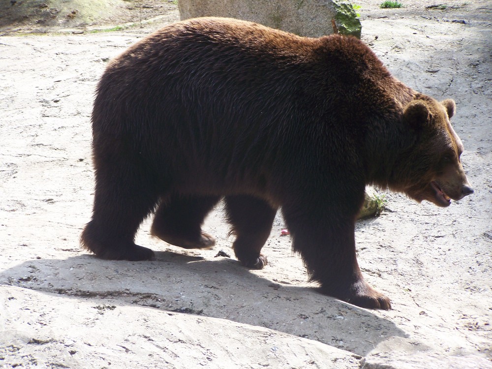 der Braunbär