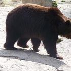 der Braunbär