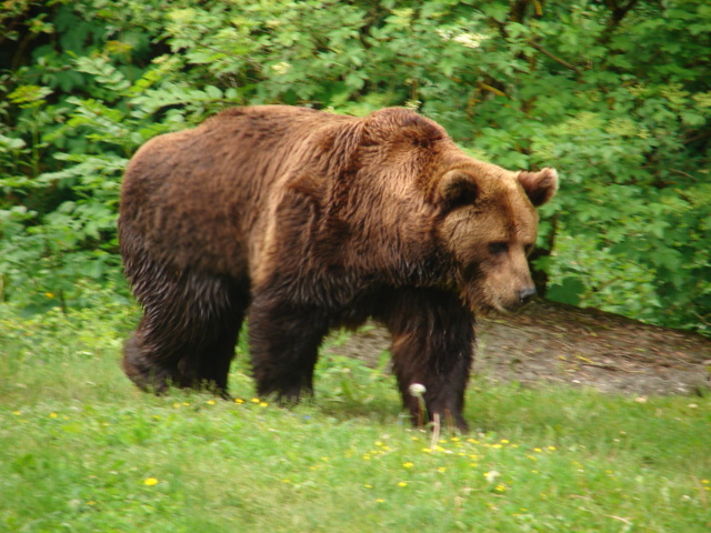 Der Braunbär