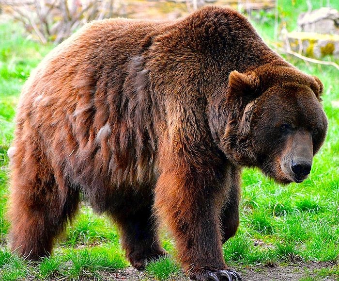 Der Braunbär (Ursus arctos) 