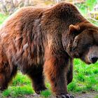 Der Braunbär (Ursus arctos) 