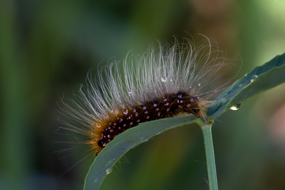 Der Braune Bär (Raupe)