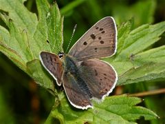 Der Braune Feuerfalter, ein Männchen - Heodes tityrus (I)