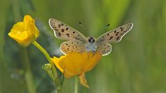 Der Braune Feuerfalter, ein Männchen - Heodes tityrus (II) --- FÜR DANI !