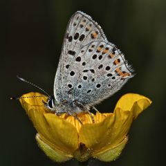 Der Braune Feuerfalter (Heodes = Lycaena  tityrus) - Dennis bellargus danke für die Richtigstellung!