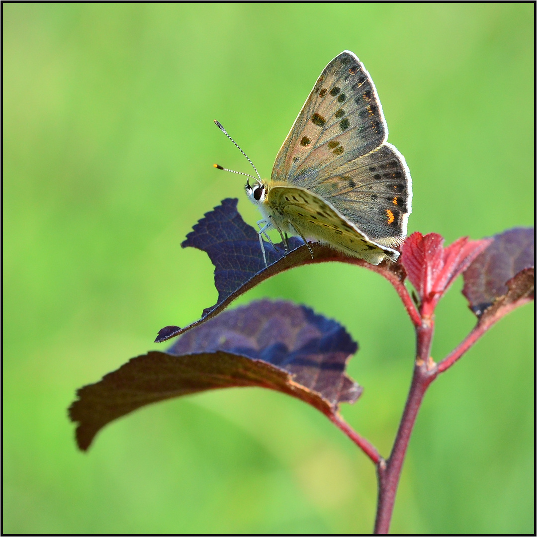 Der Braune Feuerfalter....., (Lycaena tityrus)