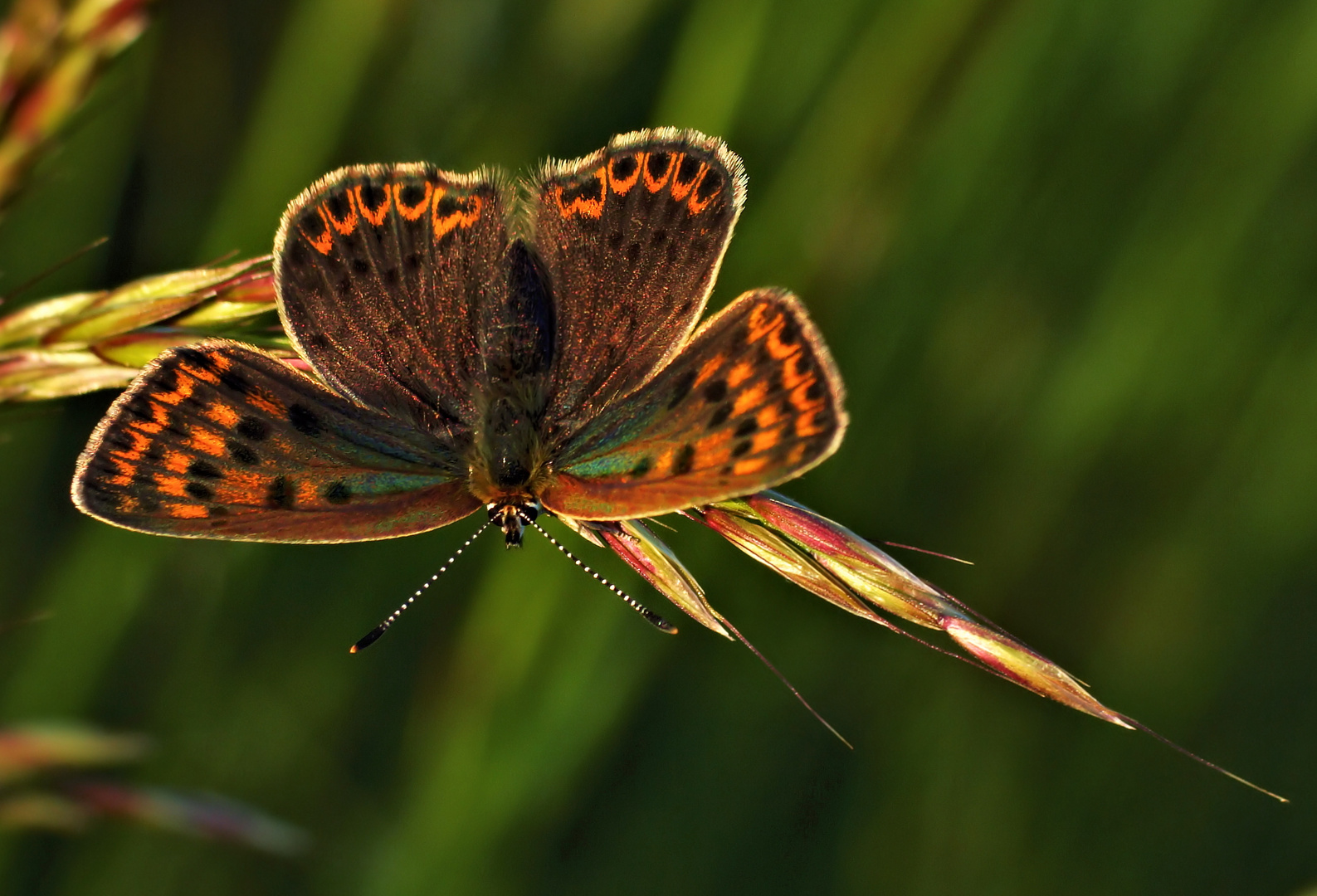 Der Braune Feuerfalter....... (Lycaena tityrus)