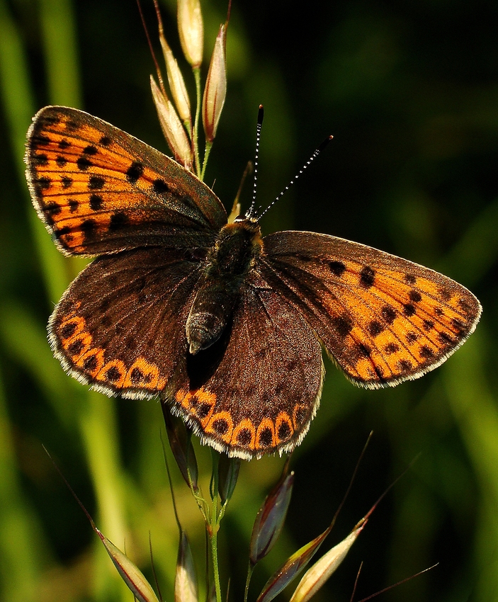 Der Braune Feuerfalter..... (Lycaena tityrus)