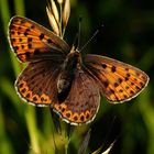 Der Braune Feuerfalter..... (Lycaena tityrus)