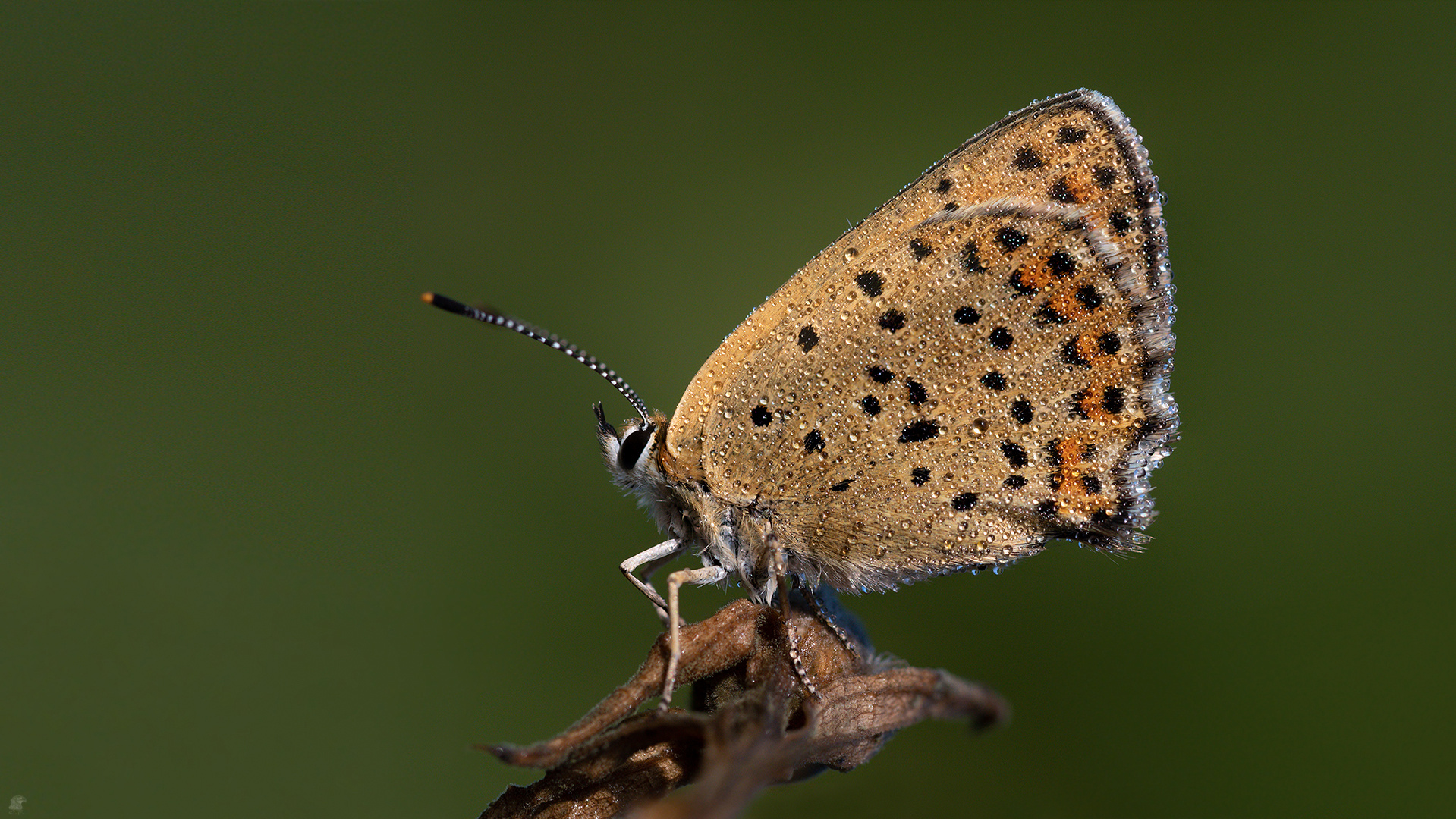 Der Braune Feuerfalter (Lycaena tityrus)...