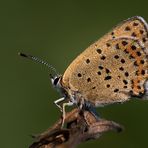 Der Braune Feuerfalter (Lycaena tityrus)...