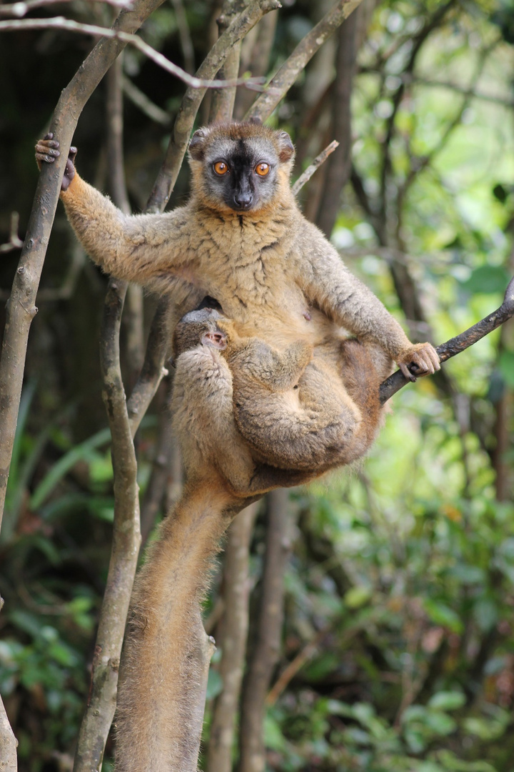 Der braune Lemur - Weibchen mit Baby