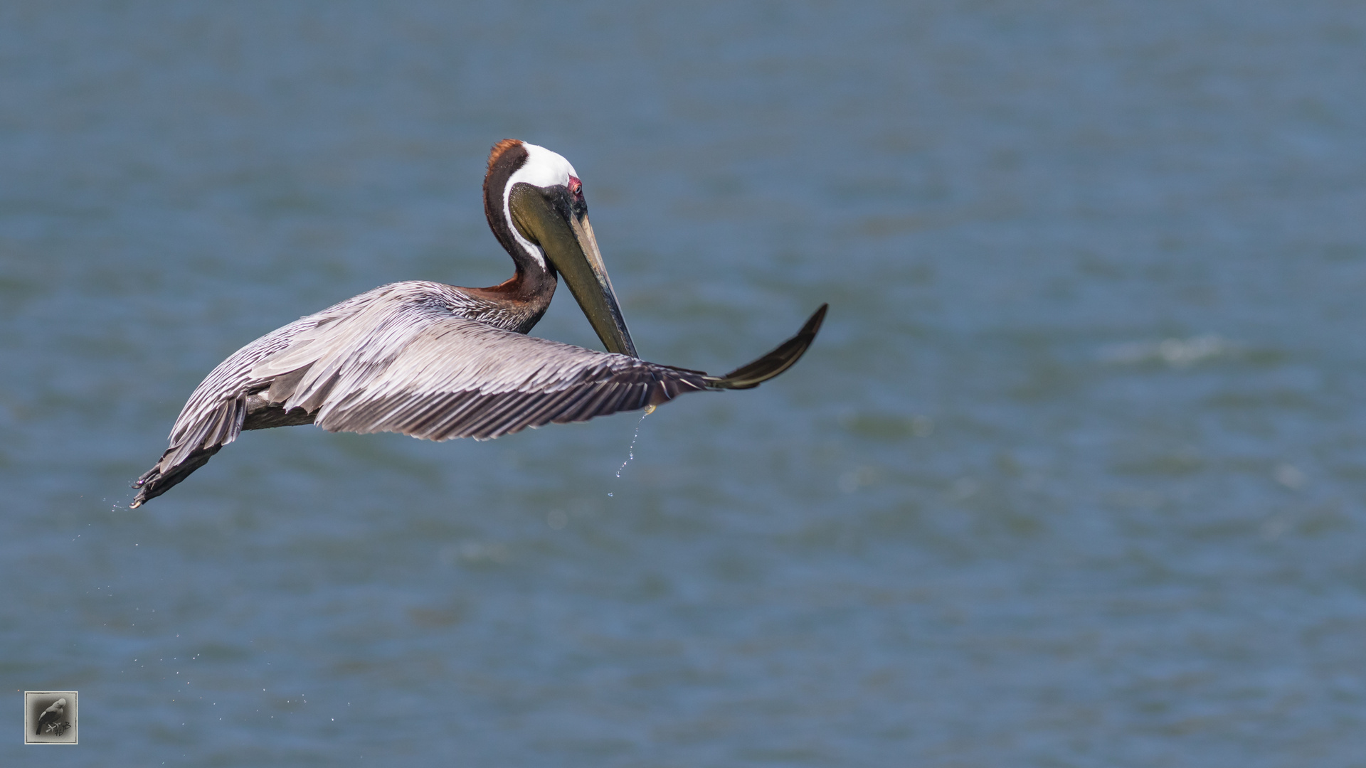 Der Braune Pelikan (Pelecanus occidentalis)