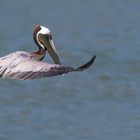 Der Braune Pelikan (Pelecanus occidentalis)