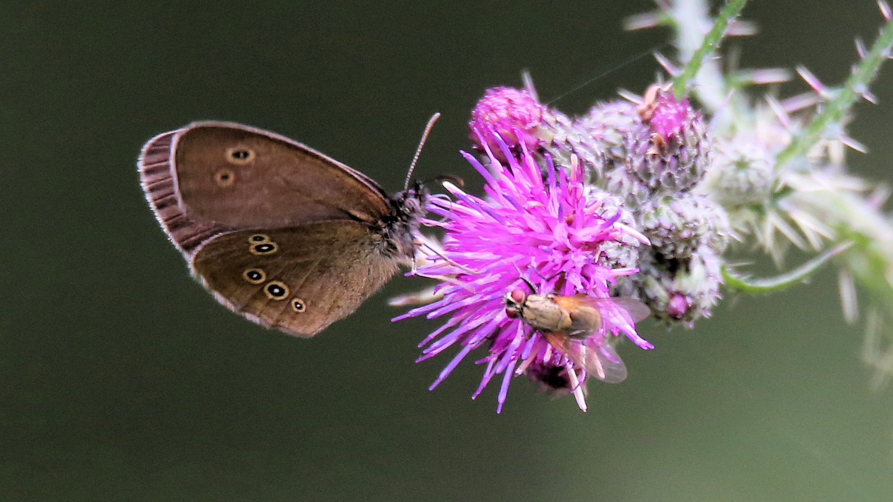 Der braune Waldvogel