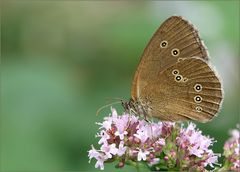 Der Braune Waldvogel ...