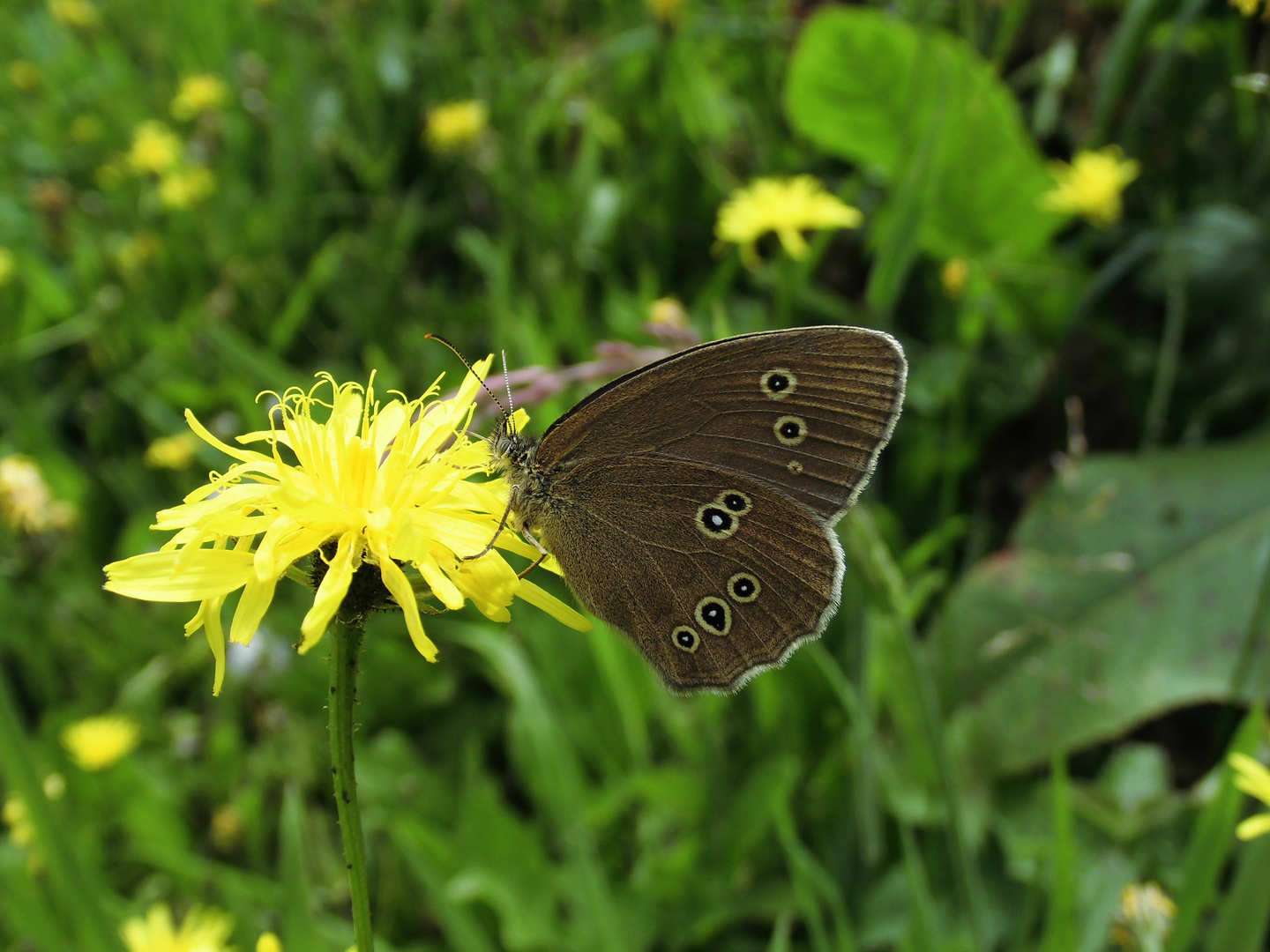 Der Braune Waldvogel