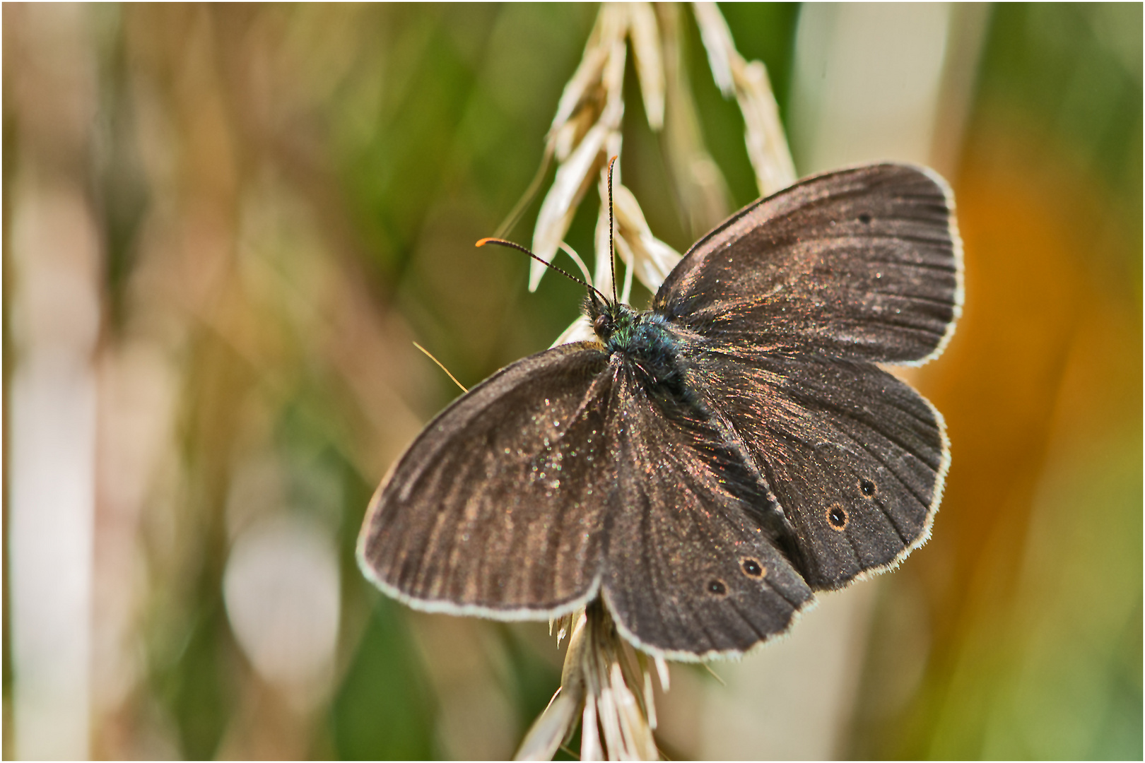 Der Braune Waldvogel (Aphantopus hyperantus) . . .