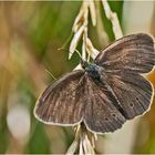 Der Braune Waldvogel (Aphantopus hyperantus) . . .