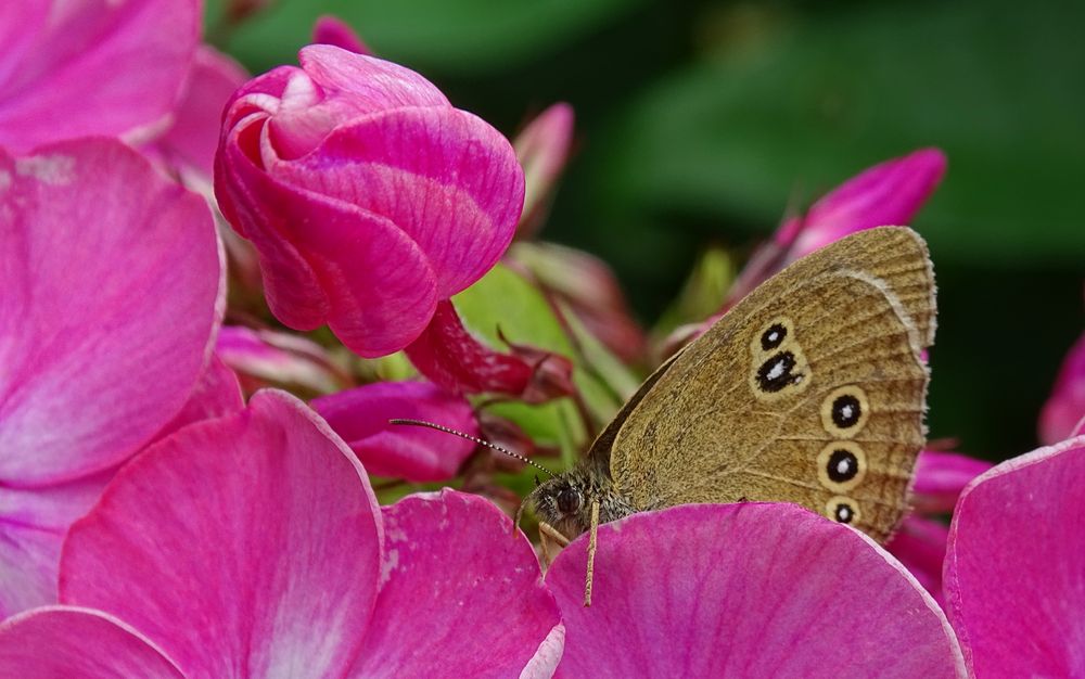 der 'Braune Waldvogel' (Aphantopus hyperantus)...