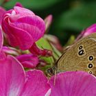 der 'Braune Waldvogel' (Aphantopus hyperantus)...