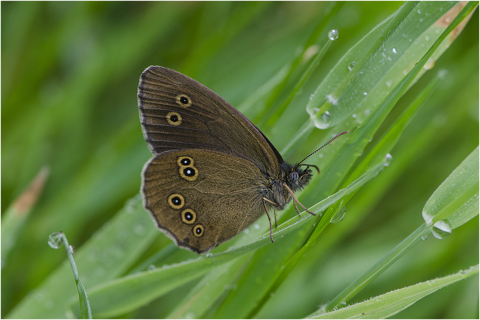 Der Braune Waldvogel (Aphantopus hyperantus) . . .