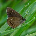 Der Braune Waldvogel (Aphantopus hyperantus) . . .