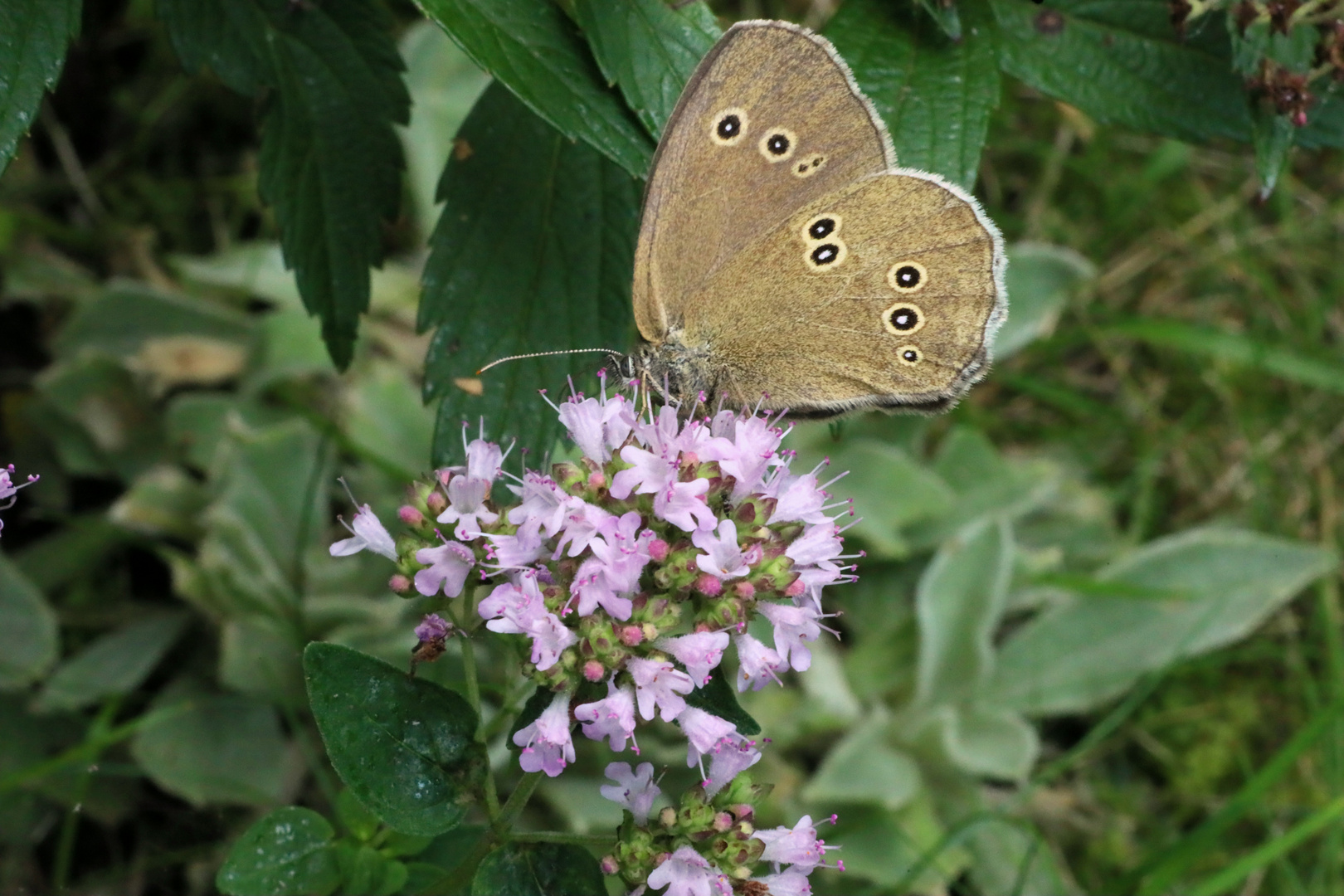 der Braune Waldvogel, Aphantopus hyperantus