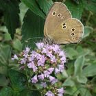 der Braune Waldvogel, Aphantopus hyperantus